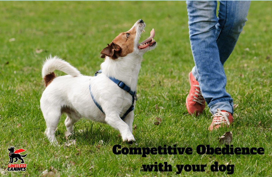 limitless canines dog training obedience competition trials